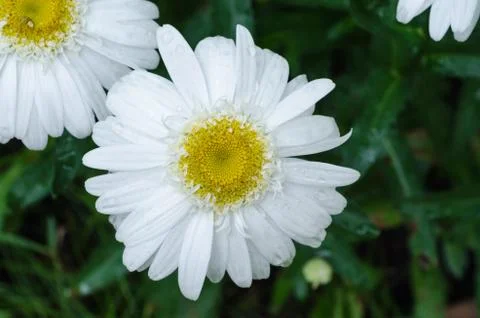 African daisy Stock Photos