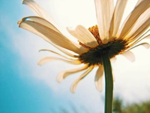 African daisy Foto stock