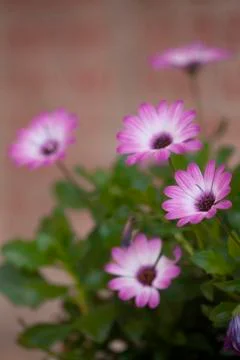 African daisy Stock Photos