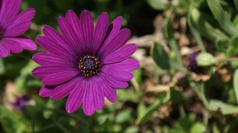 African Daisy Stock Photos