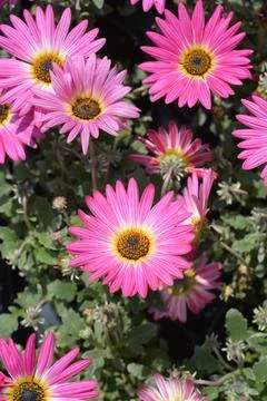 African Daisy Stock Photos
