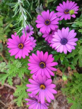 African daisy Stock Photos