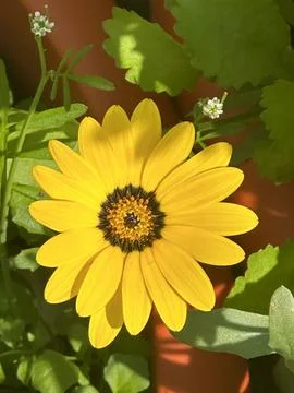 African daisy Stock Photos