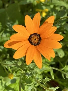 African daisy Stock Photos
