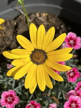 African daisy Stock Photos