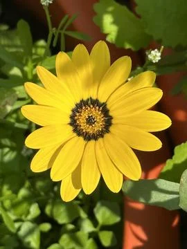 African daisy Stock Photos