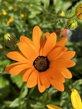 African daisy Foto stock