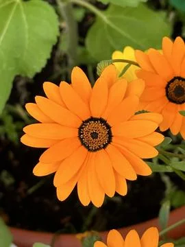 African daisy Stock Photos