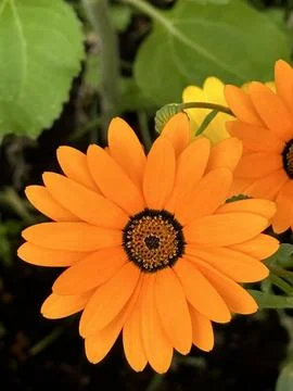 African daisy Stock Photos