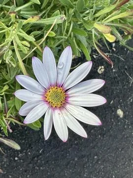 African daisy Stock Photos
