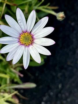 African daisy Stock Photos
