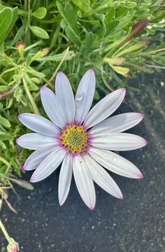 African daisy Stock Photos
