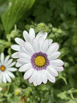 African daisy Stock Photos