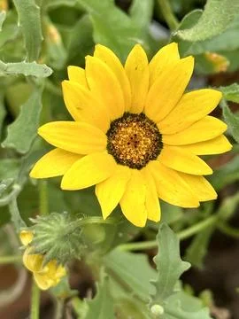 African Daisy Stock Photos