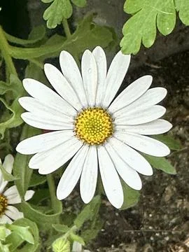 African daisy Foto stock