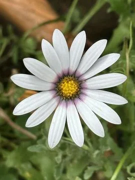 African daisy Stock Photos