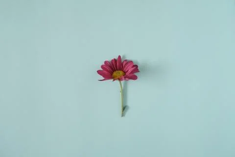 African Daisy spread over mint background Stock Photos