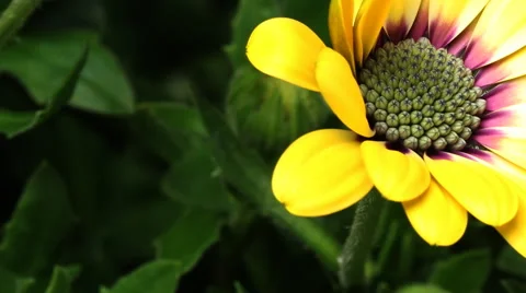 African Daisy Time-lapse Stock Footage 63315387