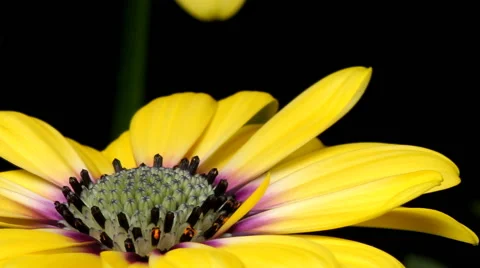 African Daisy Time lapse Stock Footage 63494934