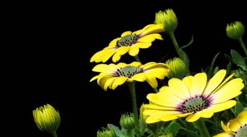 African Daisy TL Stock Footage 63500350