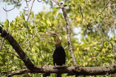 African darter (Anhinga rufa) laying Stock Photos