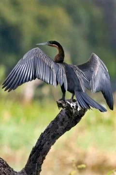 African Darter - Botswana Stock Photos