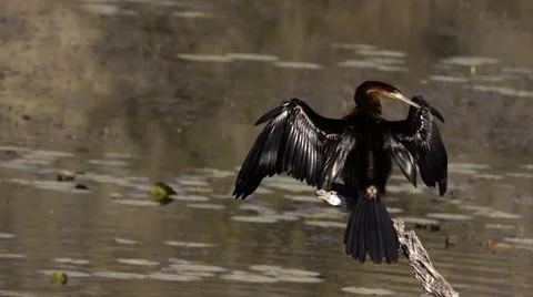 African Darter drying wings on branch over lake Stock Footage