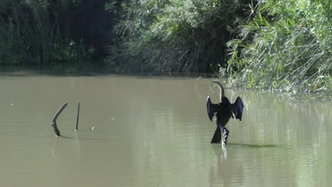 African Darter Drying Wings, perched on branch in River Video stock 154210257