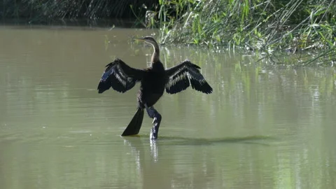 African Darter Flapping Wings to Dry them, perched on branch in River Stock Footage 154211948