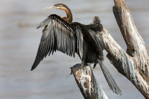 African Darter Stock Photos