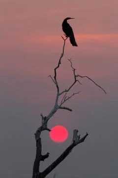 African Darter Stock Photos
