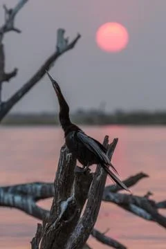 African Darter Stock Photos