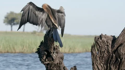 African Darter Preening with Wings Spread on Dead Tree Stump in Chobe River Stock Footage 346521292