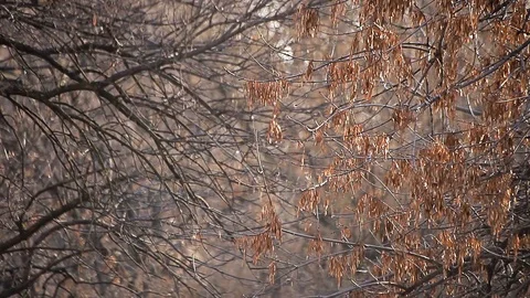 African Deep Wild Forest Tree Branches at Sunset Stock-Footage 123399227