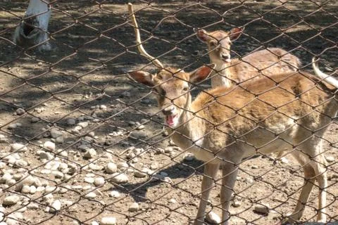 African deer in the cage Stock Photos
