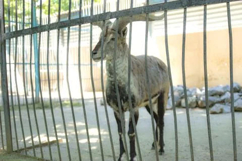 African deer in the cage Foto stock