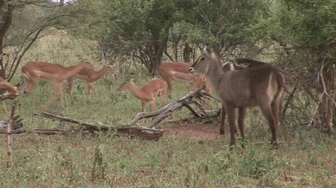 African deer Stock Footage 500134