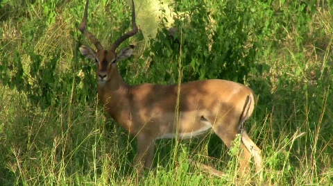 African deer Stock Footage 797848