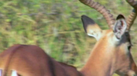 African Deer Stock Footage 797987