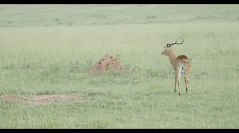 African Deer Stock Footage 32221419