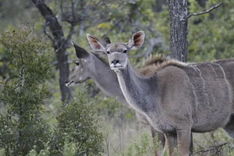 African Deer 스톡 사진