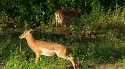 African Deer Stretching Stock Footage 798005