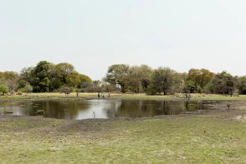 African delta water reflection Stock Photos