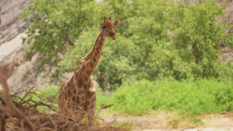 African Desert Giraffe Stock Footage 265420799