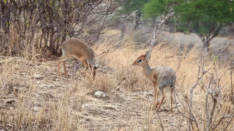 African Dik Dik - Mating Pair 02 Stock Footage 65379723