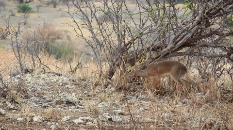African Dik Dik - Mating Pair 01 Stock Footage 65379729