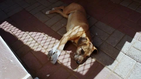 African dog basking in the sun Stock Footage 200918261
