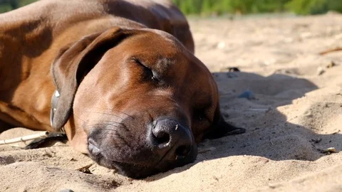 African dog Rhodesian Ridgeback walks on the beach. Stock Footage 103438935