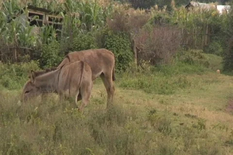 African donkeys Stock Footage 265923