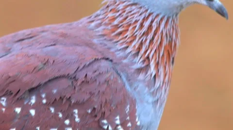 African DOVE Stock Footage 5078899